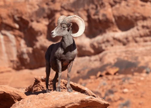 Desert bighorn sheep on the canyon walls at Canyon Lake Arizona
