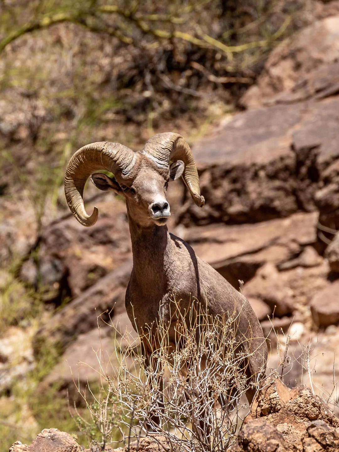 Bighorn Sheep Spotting at Canyon Lake: Paddle Through History with Yak N Sup!